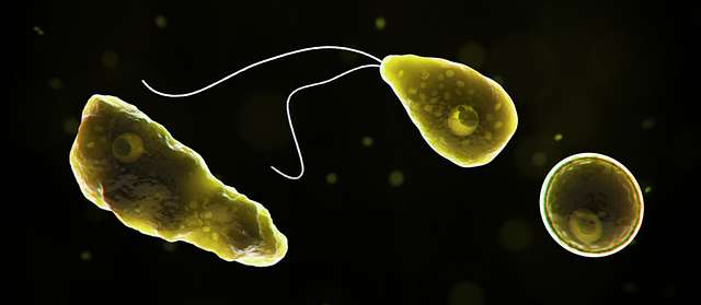 Naegleria Fowleri, known as the brain eating amoeba