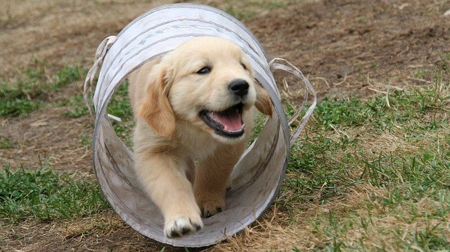 Happy Jack Milkade Dog Breeding: healthy puppies in a clean whelping area