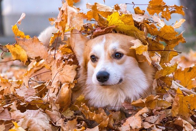 Corgi dog partially covered in colorful autumn leaves