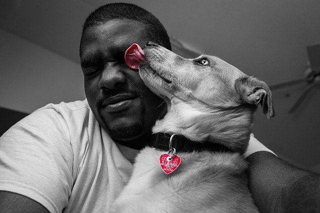 why does my dog lick me so much:  showing a close bond between pet and owner.